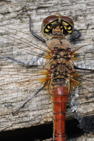 3 libellula da ID - Sympetrum sanguineum (maschio)